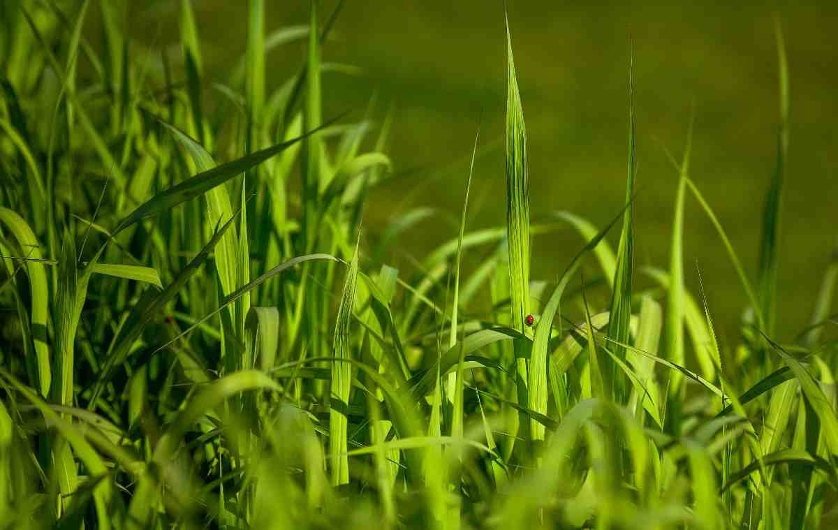 Napier Grass Field