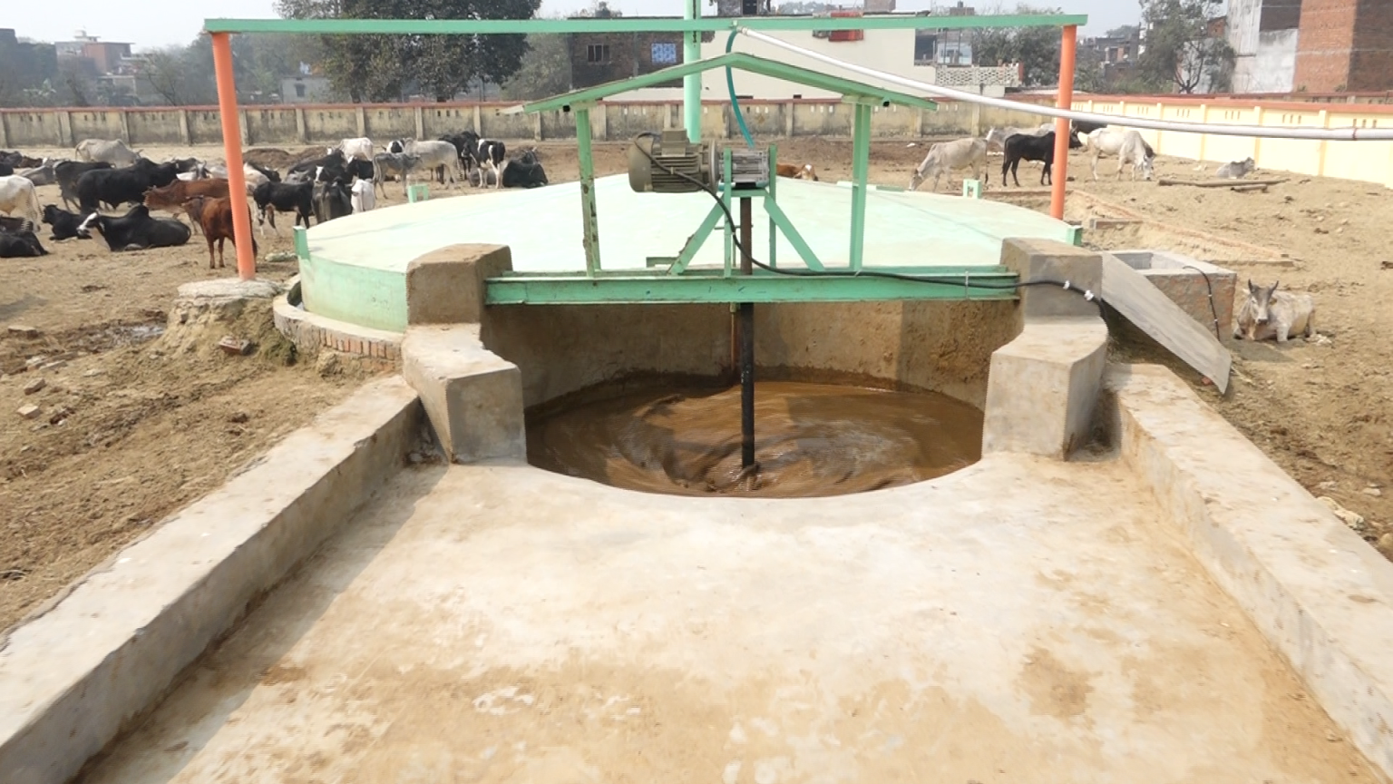 Dairy Cows