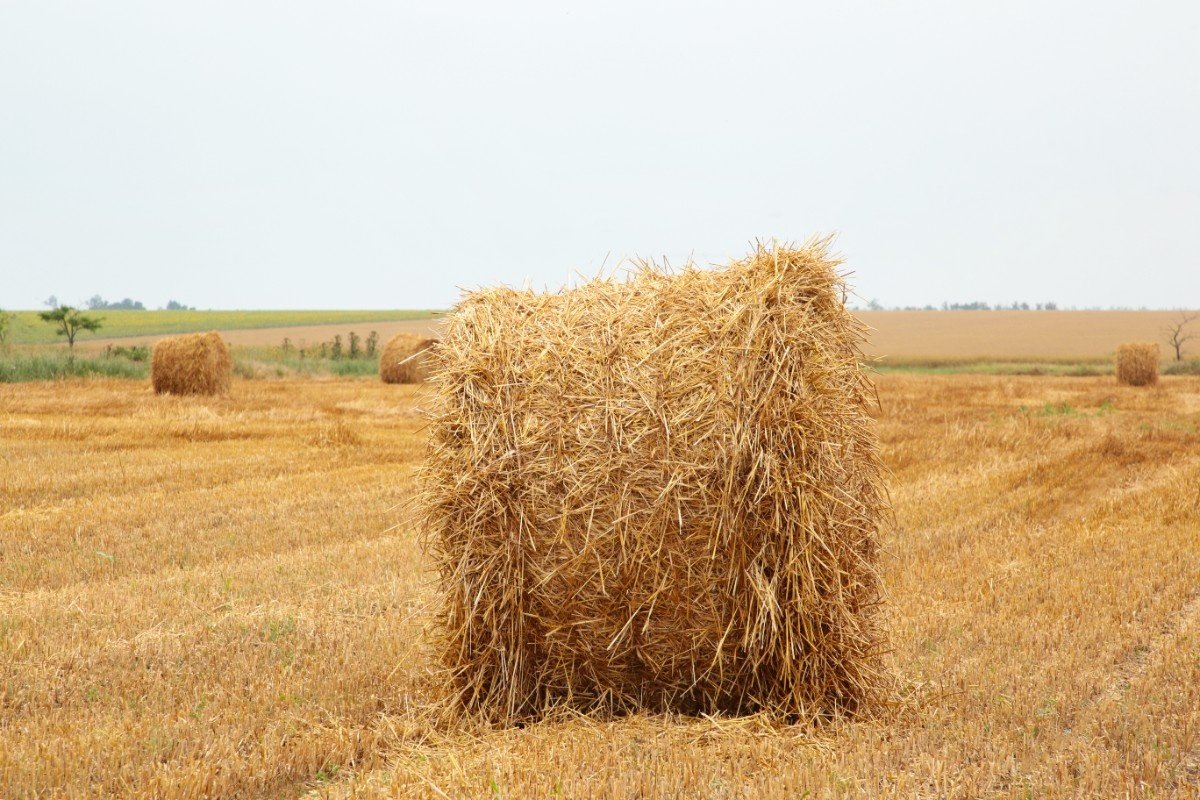 Rice Straw