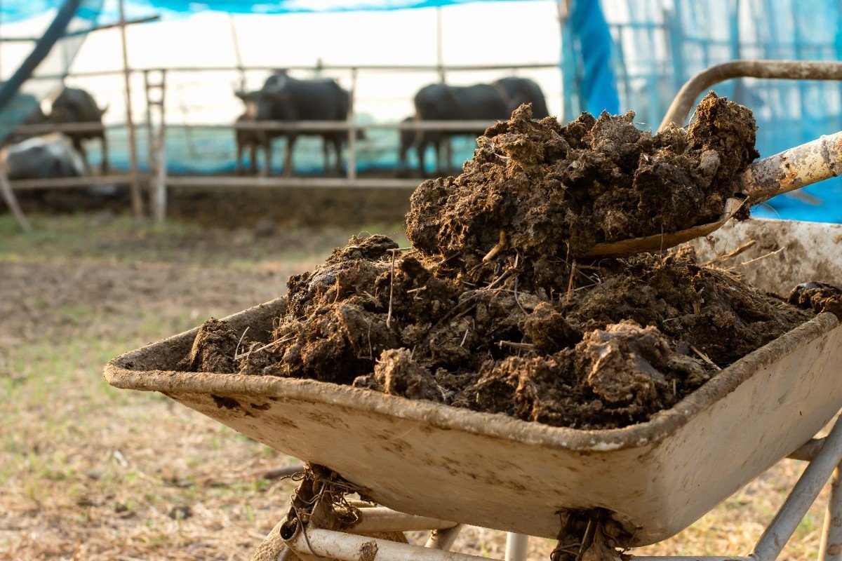Cow Dung