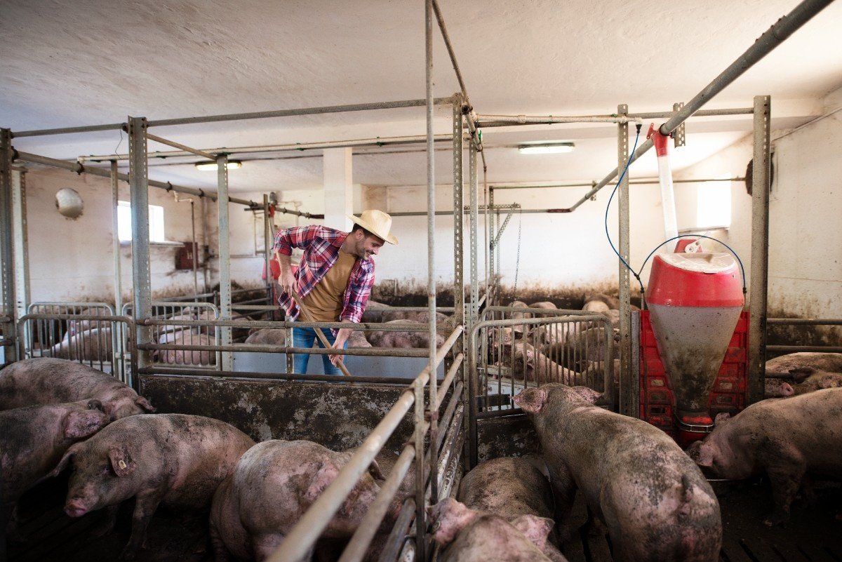 Pig Farm